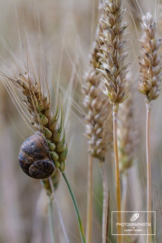 2017 - Jouy-le-Moutier - escargot